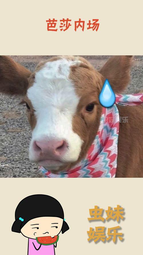 娱乐吃瓜酱分享一些可爱